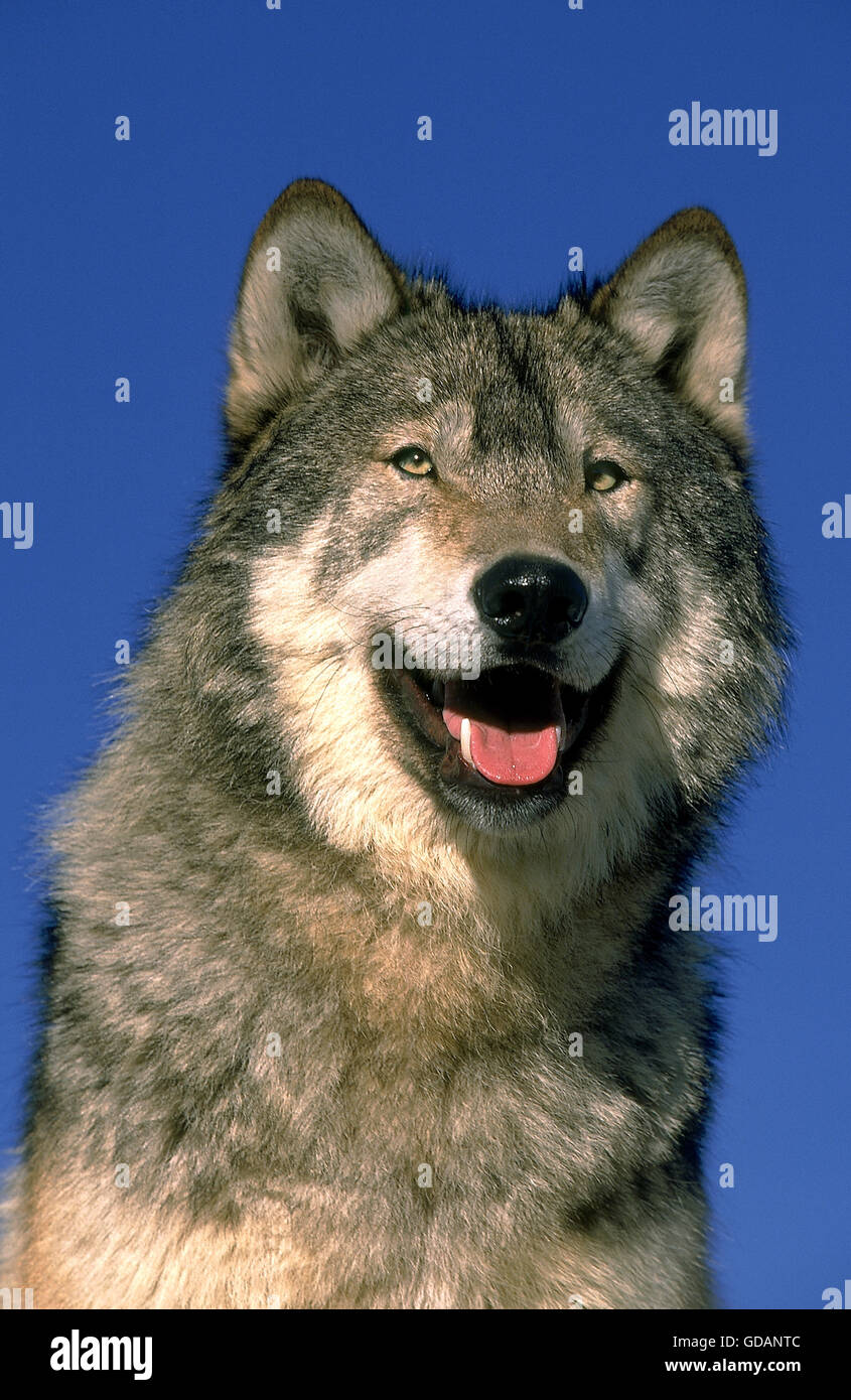 Nord americana Lupo grigio Canis lupus occidentalis, della testa di adulto contro il cielo blu Foto Stock