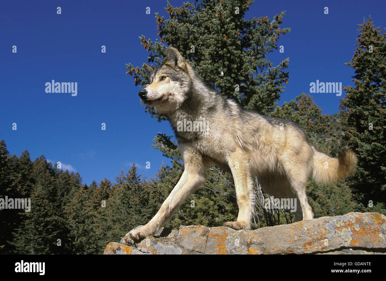 Nord americana Lupo grigio Canis lupus occidentalis, adulti su roccia, CANADA Foto Stock