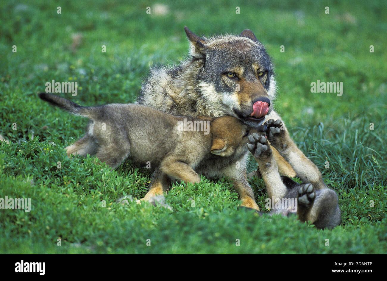 EUROPEAN WOLF Canis lupus, FEMMINA CON CUB Foto Stock