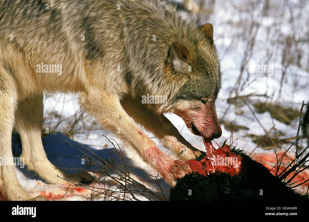 Nord americana Lupo grigio Canis lupus occidentalis, adulti mangiare preda, CANADA Foto Stock