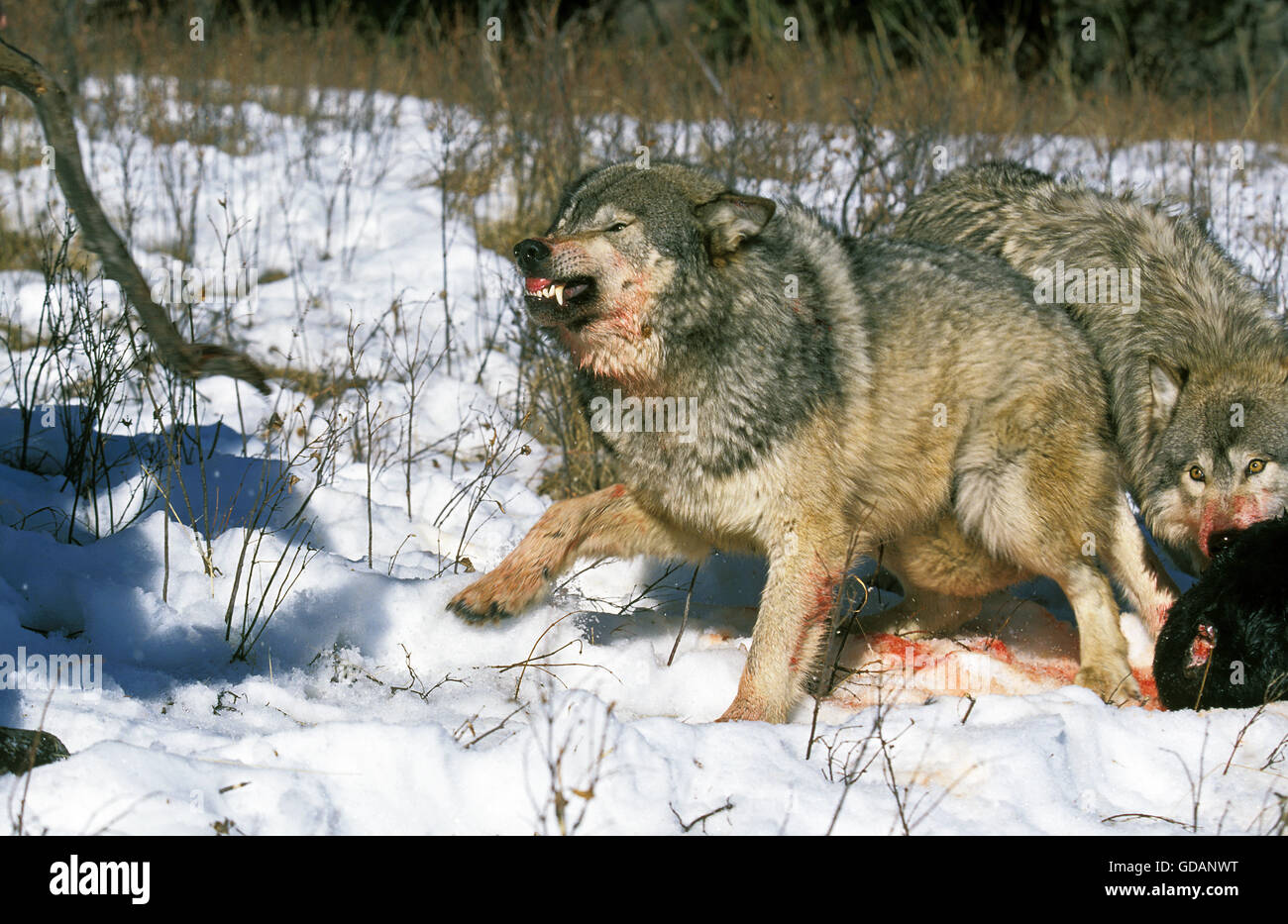 Nord americana Lupo grigio Canis lupus occidentalis, ululano per adulti con una preda, CANADA Foto Stock