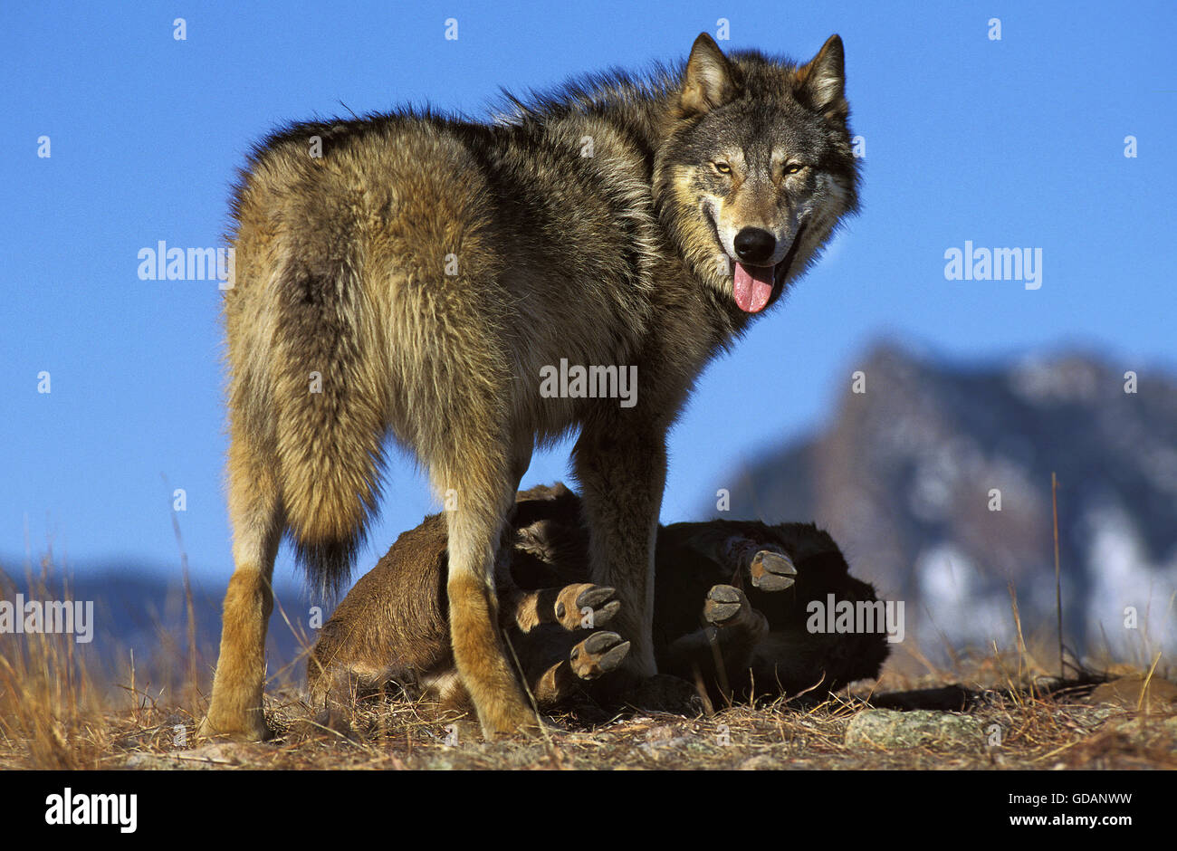 Nord americana Lupo grigio Canis lupus occidentalis, adulti con la preda, CANADA Foto Stock