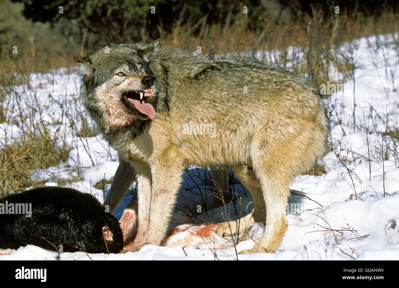 Nord americana Lupo grigio, Canis lupus occidentalis, adulti con la preda, Canada Foto Stock