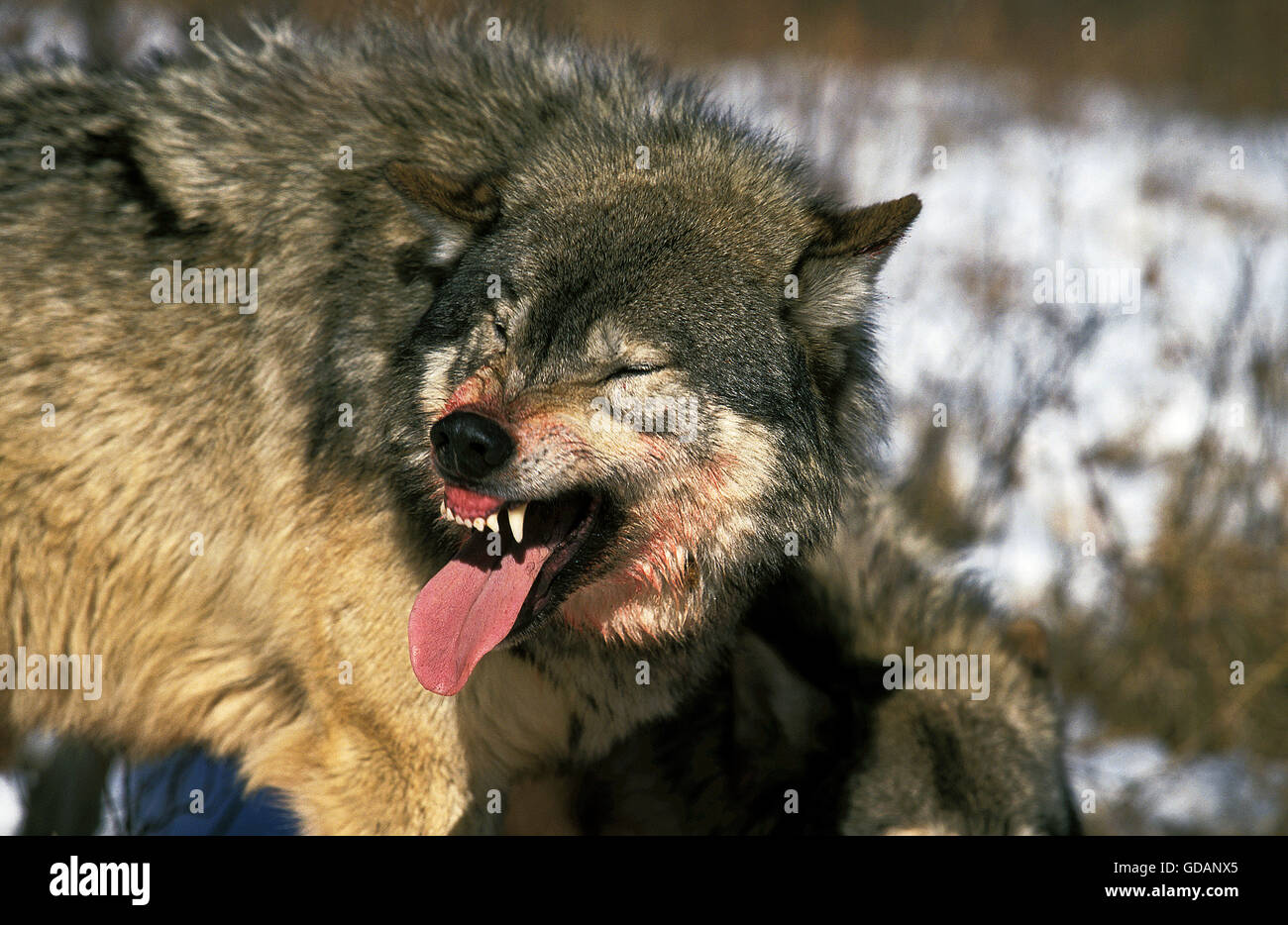 Nord americana Lupo grigio Canis lupus occidentalis, adulto in preda ululano, CANADA Foto Stock