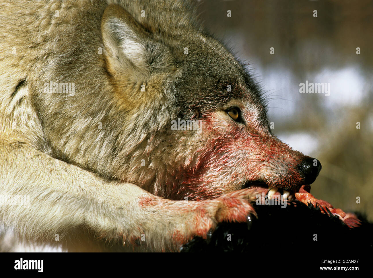 Nord americana Lupo grigio, Canis lupus occidentalis, Adulto con un kill, Canada Foto Stock