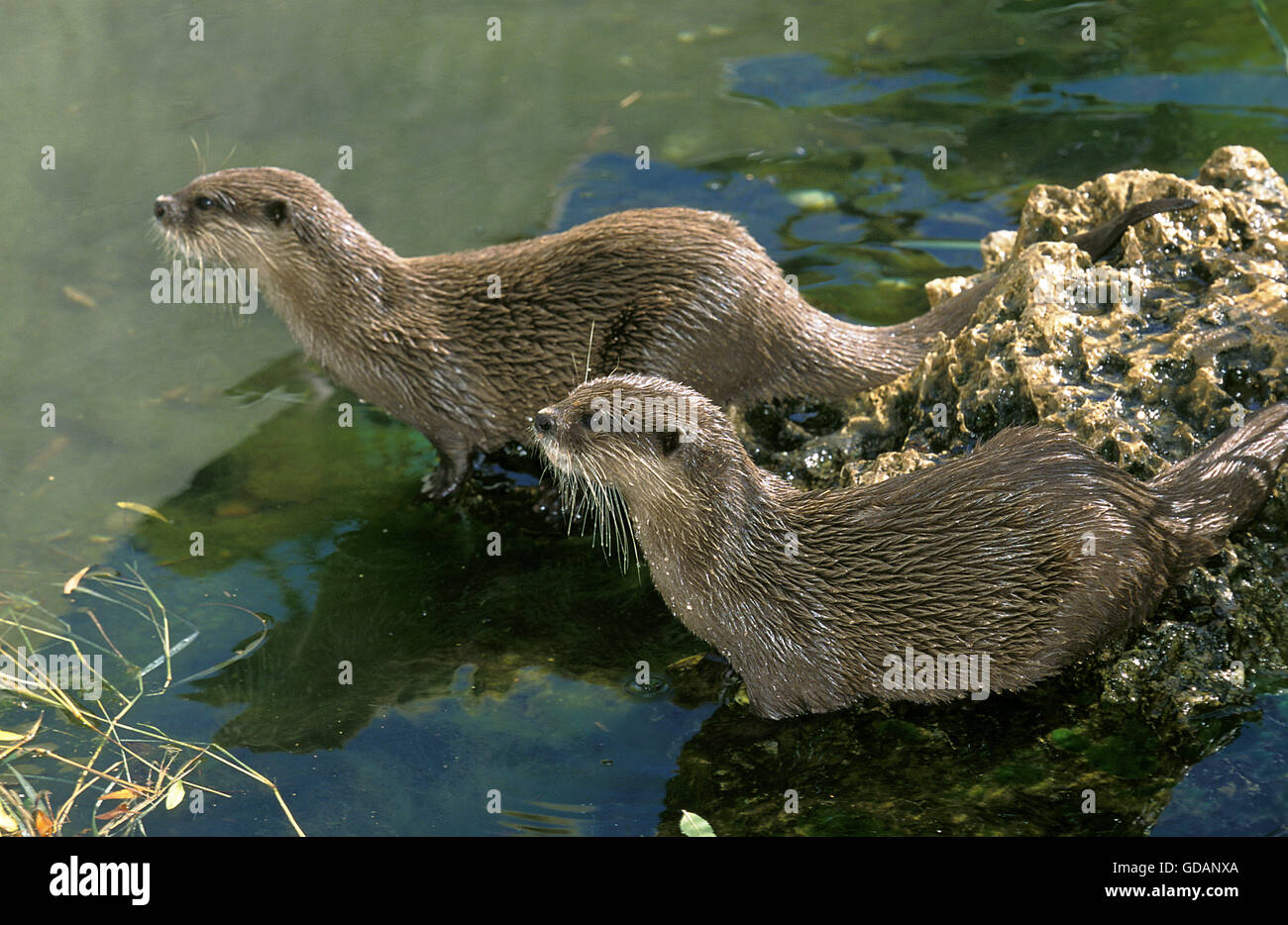 Breve ARTIGLIATO OTTER aonyx cinerea, due adulti in appoggio in corrispondenza dell'acqua EDGD Foto Stock