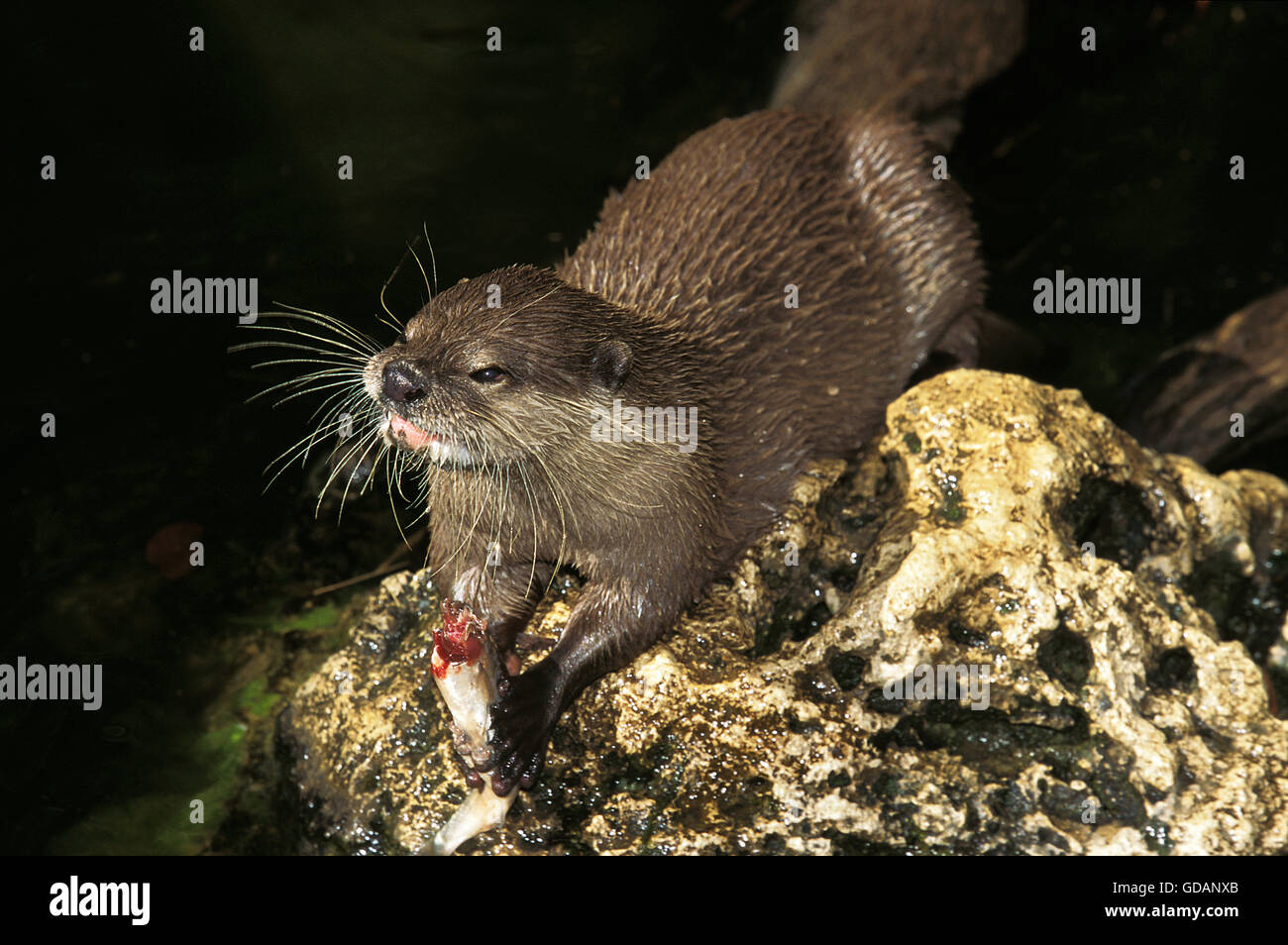 Breve ARTIGLIATO OTTER aonyx cinerea, adulti mangiare pesce su una roccia Foto Stock