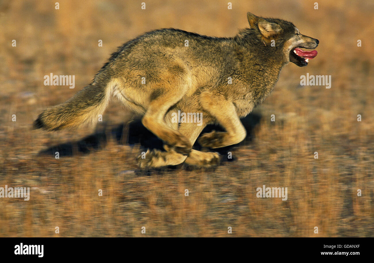 Nord americana Lupo grigio Canis lupus occidentalis, adulti in esecuzione, CANADA Foto Stock