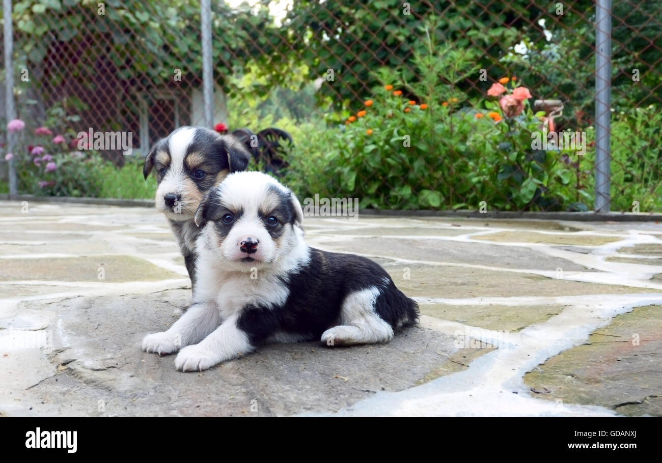 Due piccoli cuccioli seduti all'aperto in giardino Foto Stock