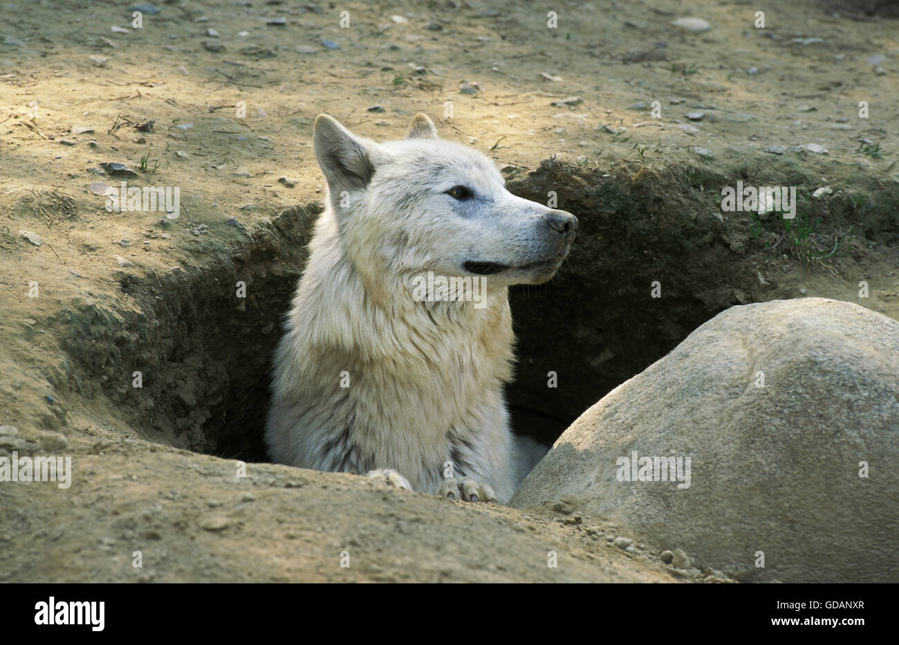 Arctic Wolf, Canis lupus tundrarum, adulto in Den ingresso Foto Stock