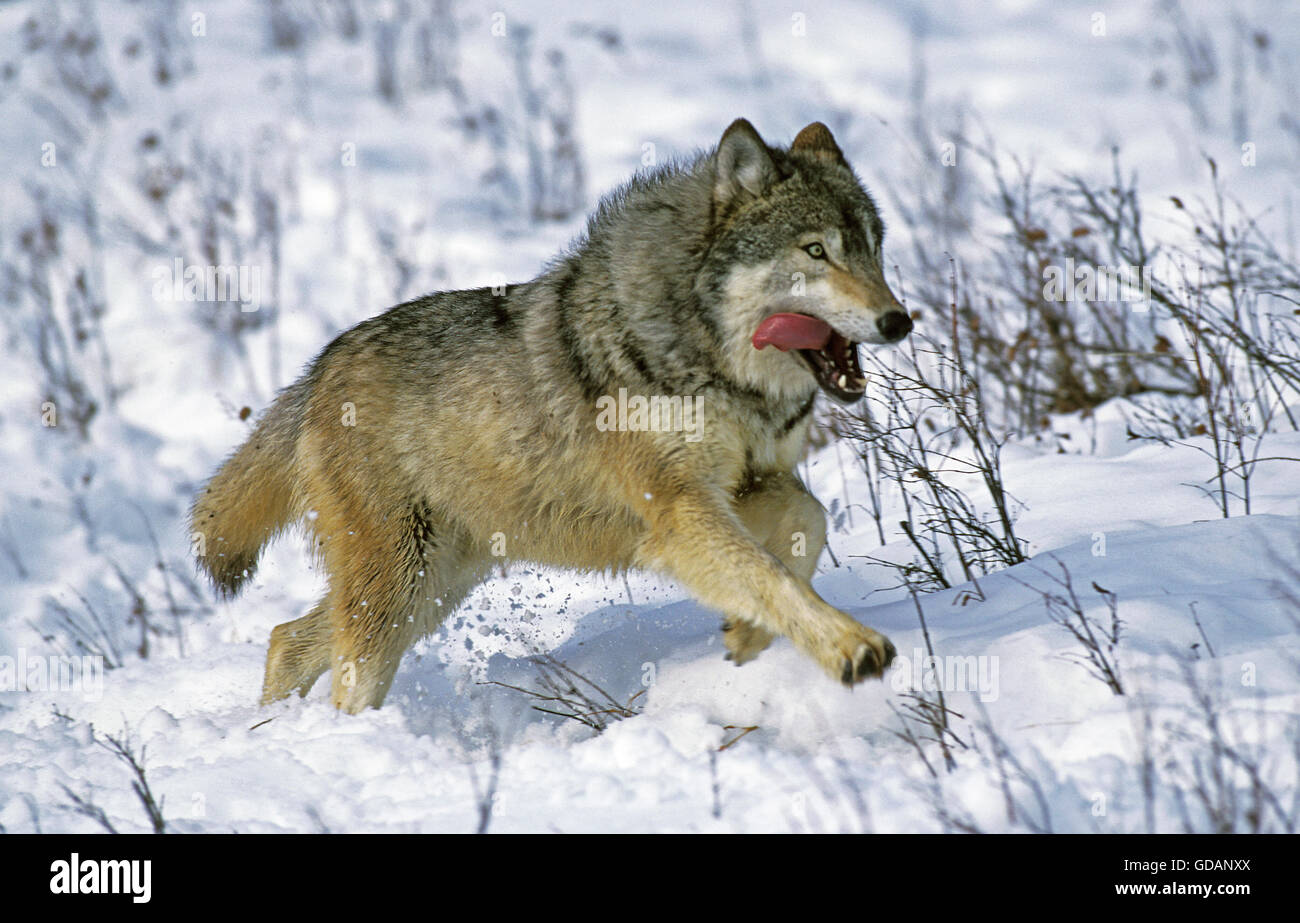 Nord americana Lupo grigio, Canis lupus occidentalis, adulti in esecuzione su neve, Canada Foto Stock