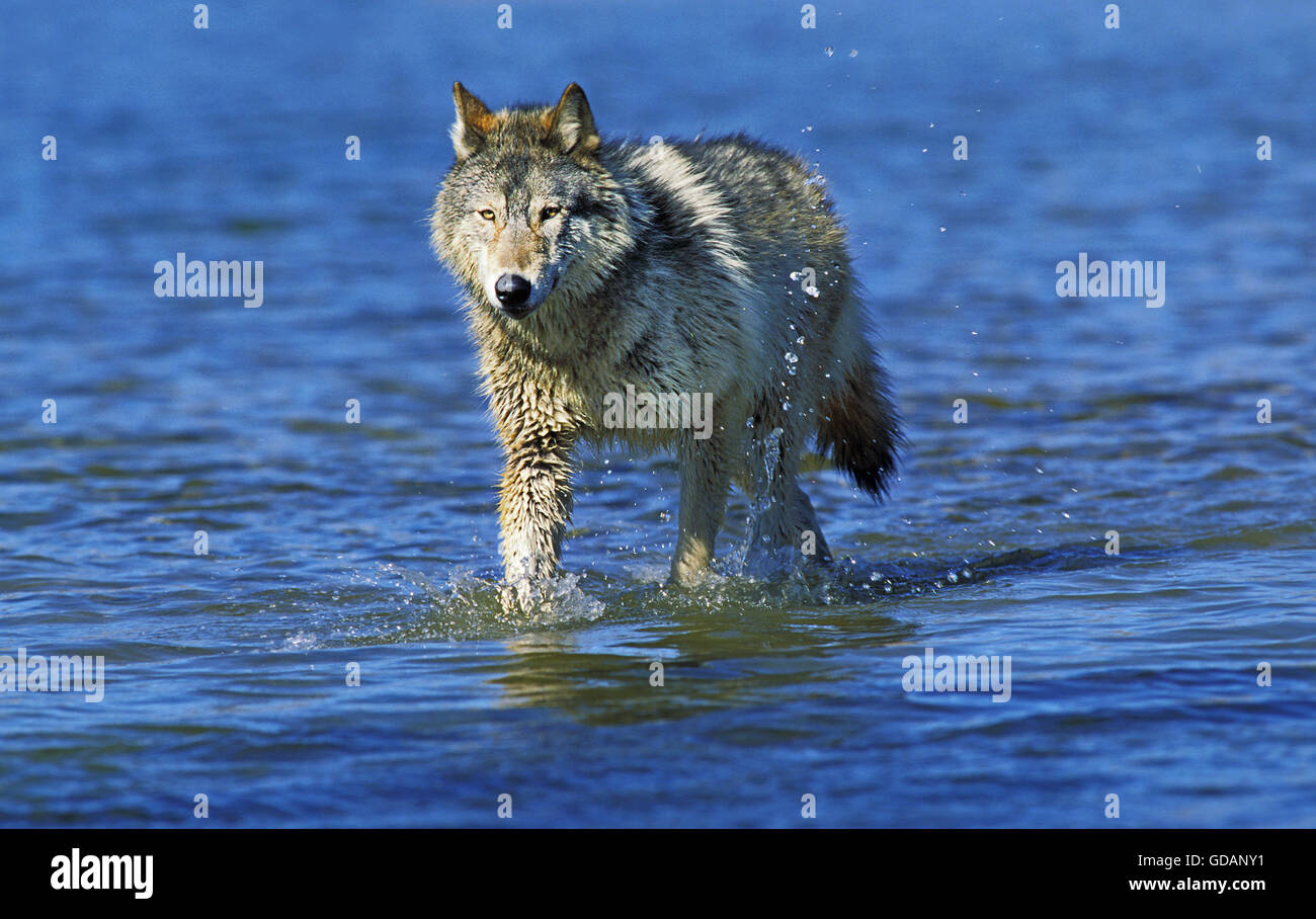 Nord americana Lupo grigio, Canis lupus occidentalis, adulto a piedi in acqua, Canada Foto Stock