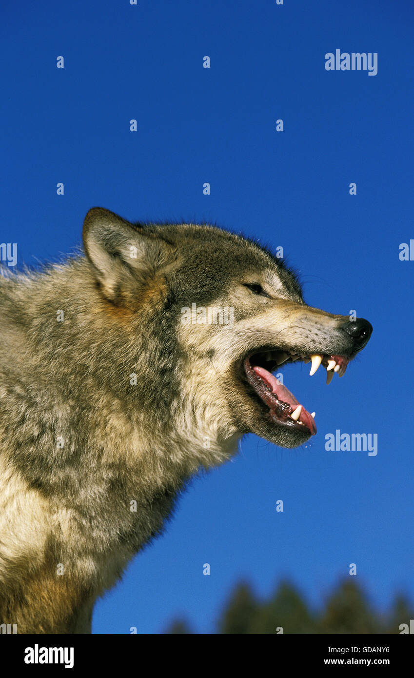 Nord americana Lupo grigio, Canis lupus occidentalis, adulti con bocca aperta, Canada Foto Stock