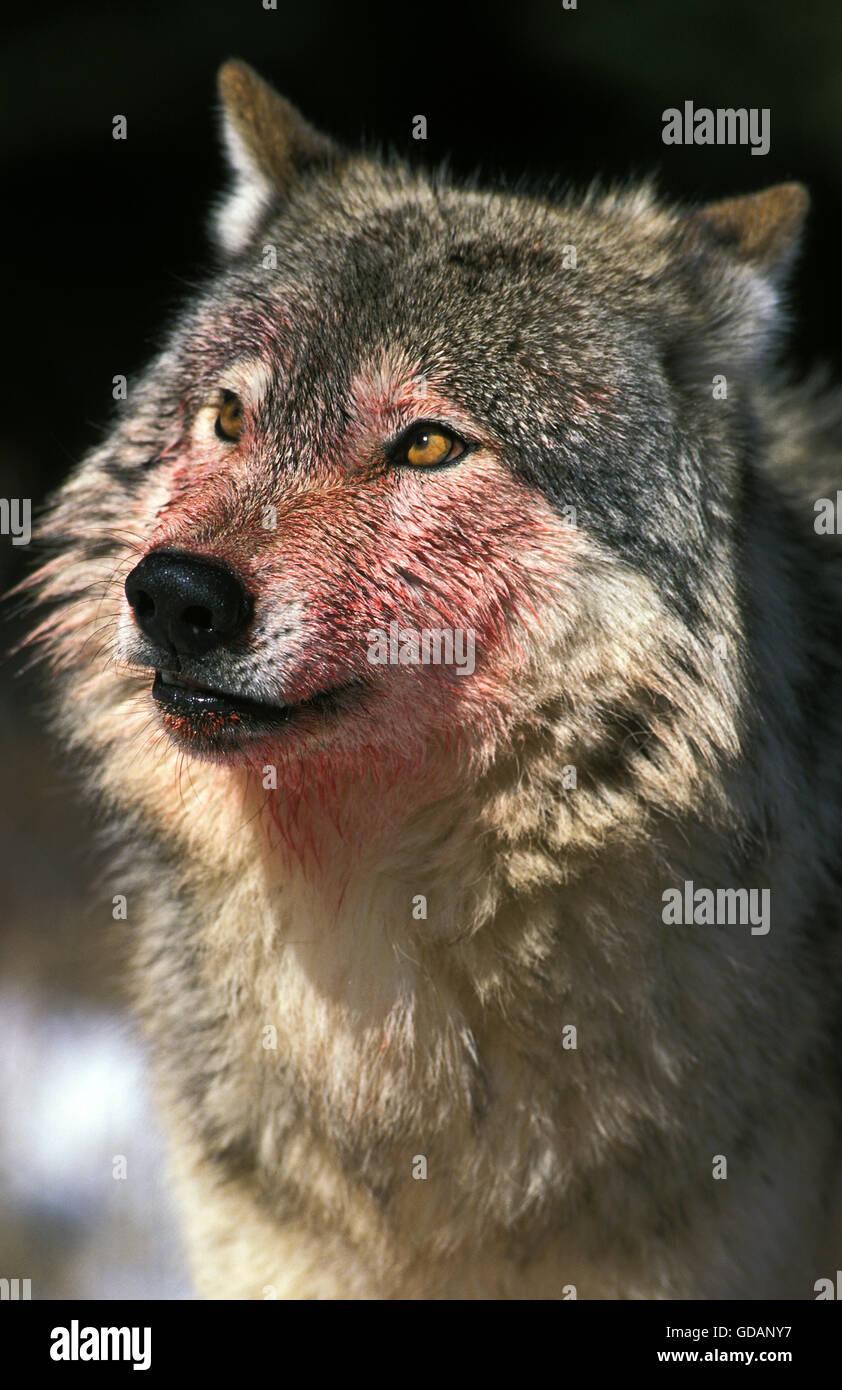 Nord americana Lupo grigio, Canis lupus occidentalis, Ritratto di adulto, coperto di sangue , Canada Foto Stock