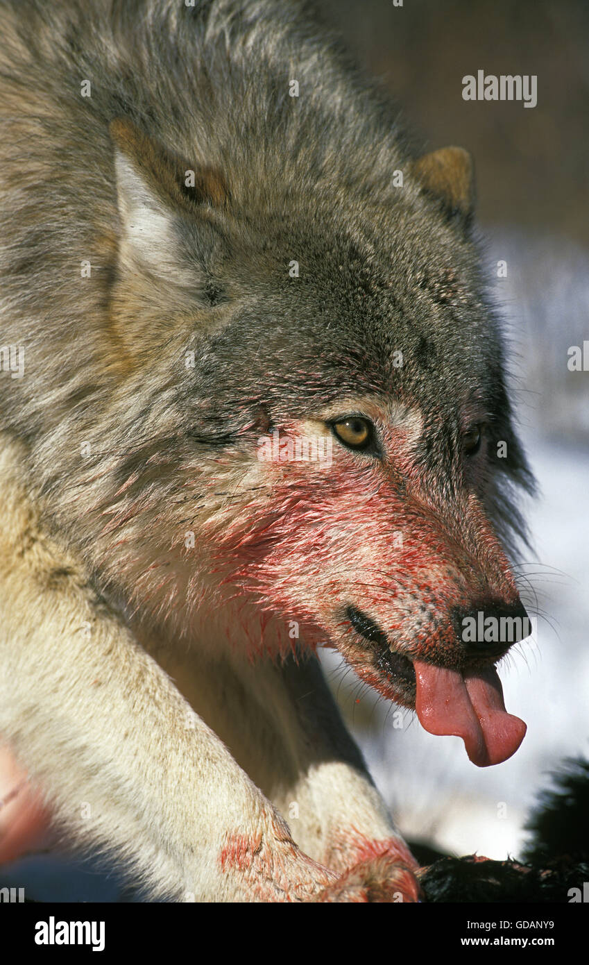 Nord americana Lupo grigio, Canis lupus occidentalis, adulti con la preda con il volto insanguinato, Canada Foto Stock