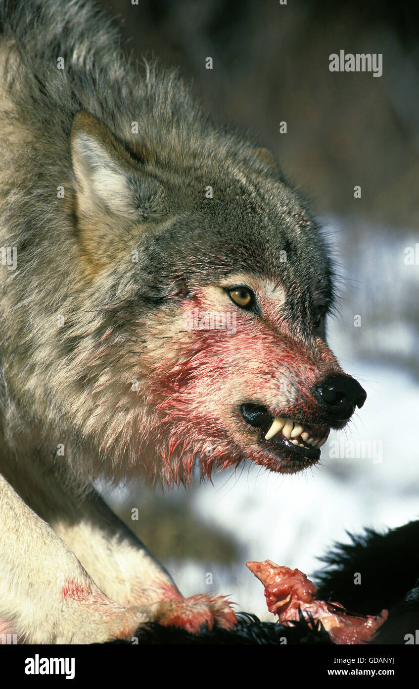 Nord americana Lupo grigio, Canis lupus occidentalis, adulto con una preda, ululano, Canada Foto Stock