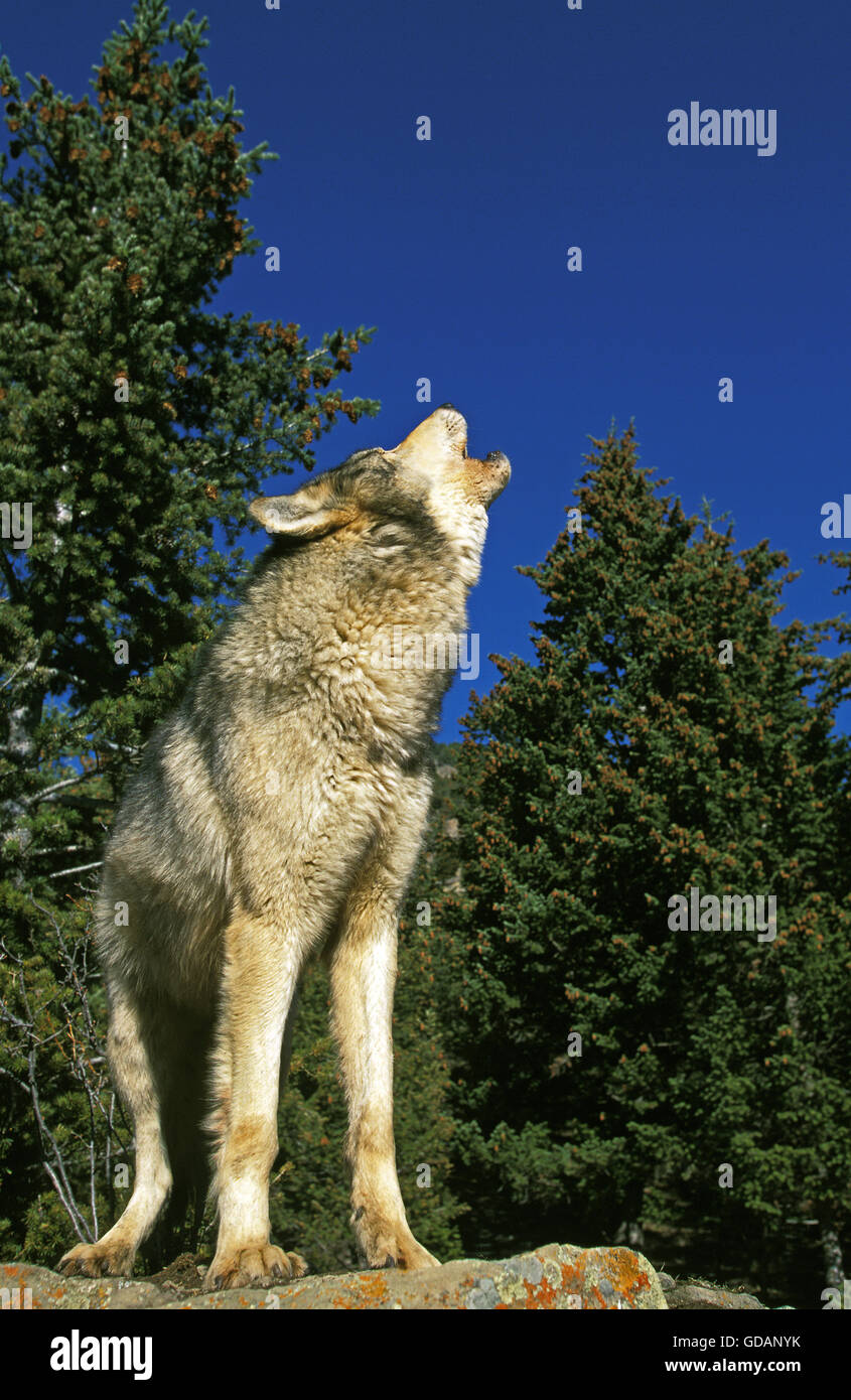 Nord americana Lupo grigio, Canis lupus occidentalis, Adulti ululati, Canada Foto Stock