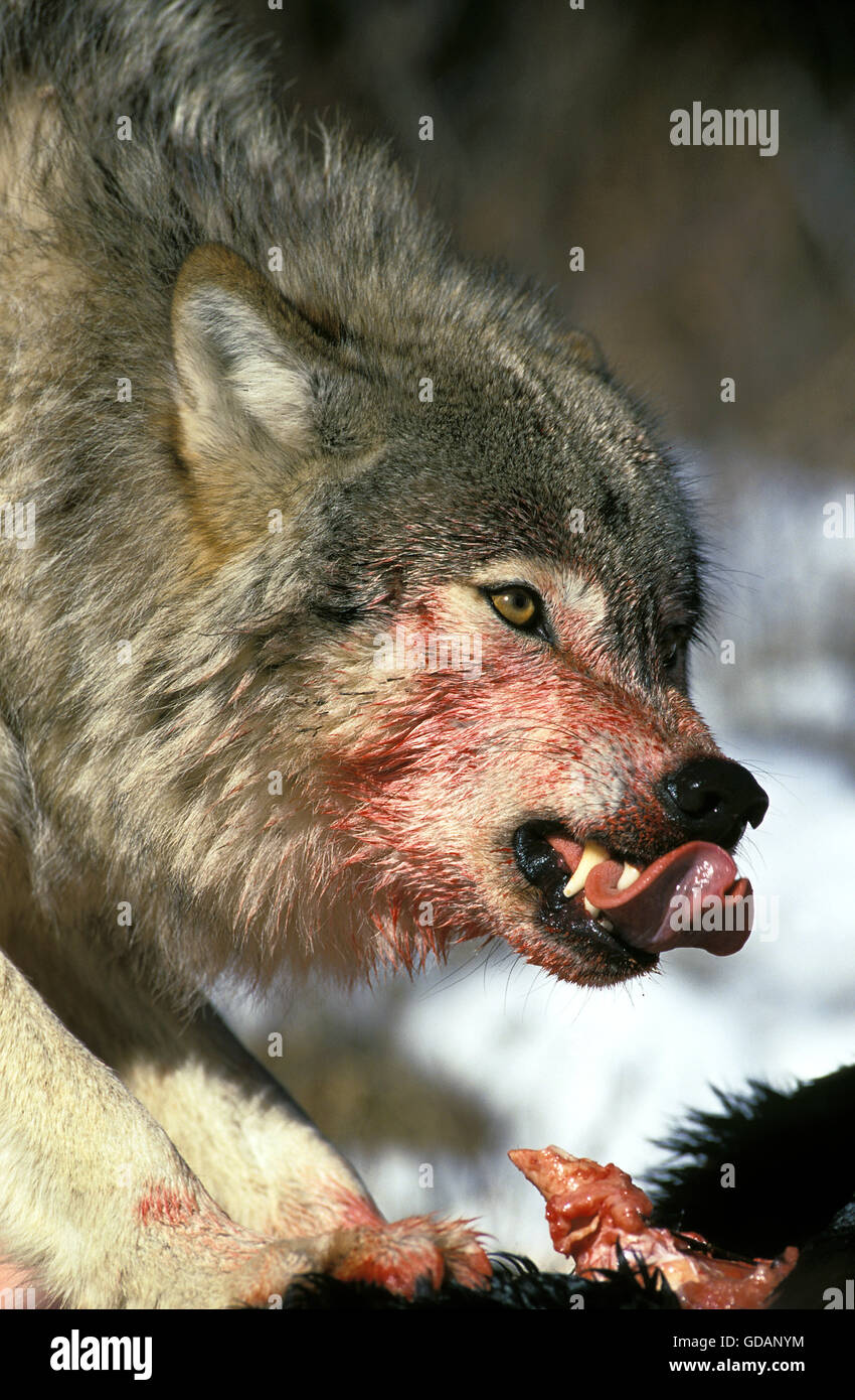 Nord americana Lupo grigio, Canis lupus occidentalis, sanguinosa Ritratto di adulto ululano, su un kill, Canada Foto Stock