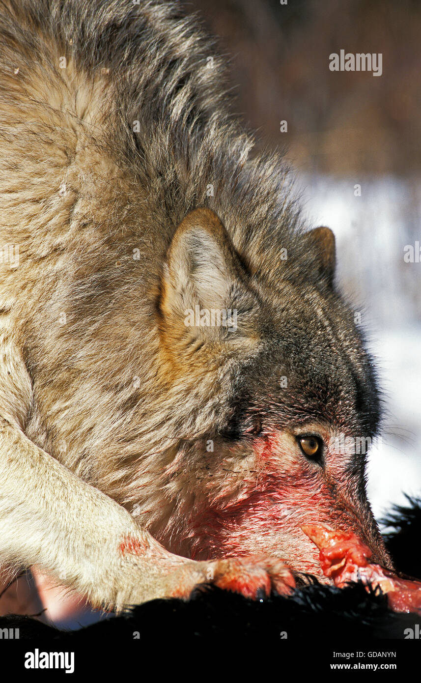 Nord americana Lupo grigio Canis lupus occidentalis, adulti mangiare uccidere, volto insanguinato, CANADA Foto Stock