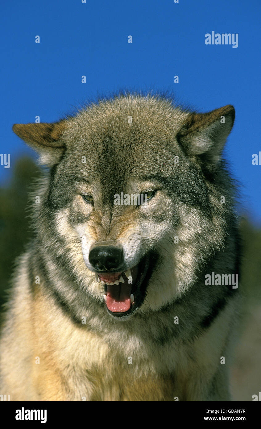 Nord americana Lupo grigio, Canis lupus occidentalis, Ritratto di adulto ululano, Canada Foto Stock