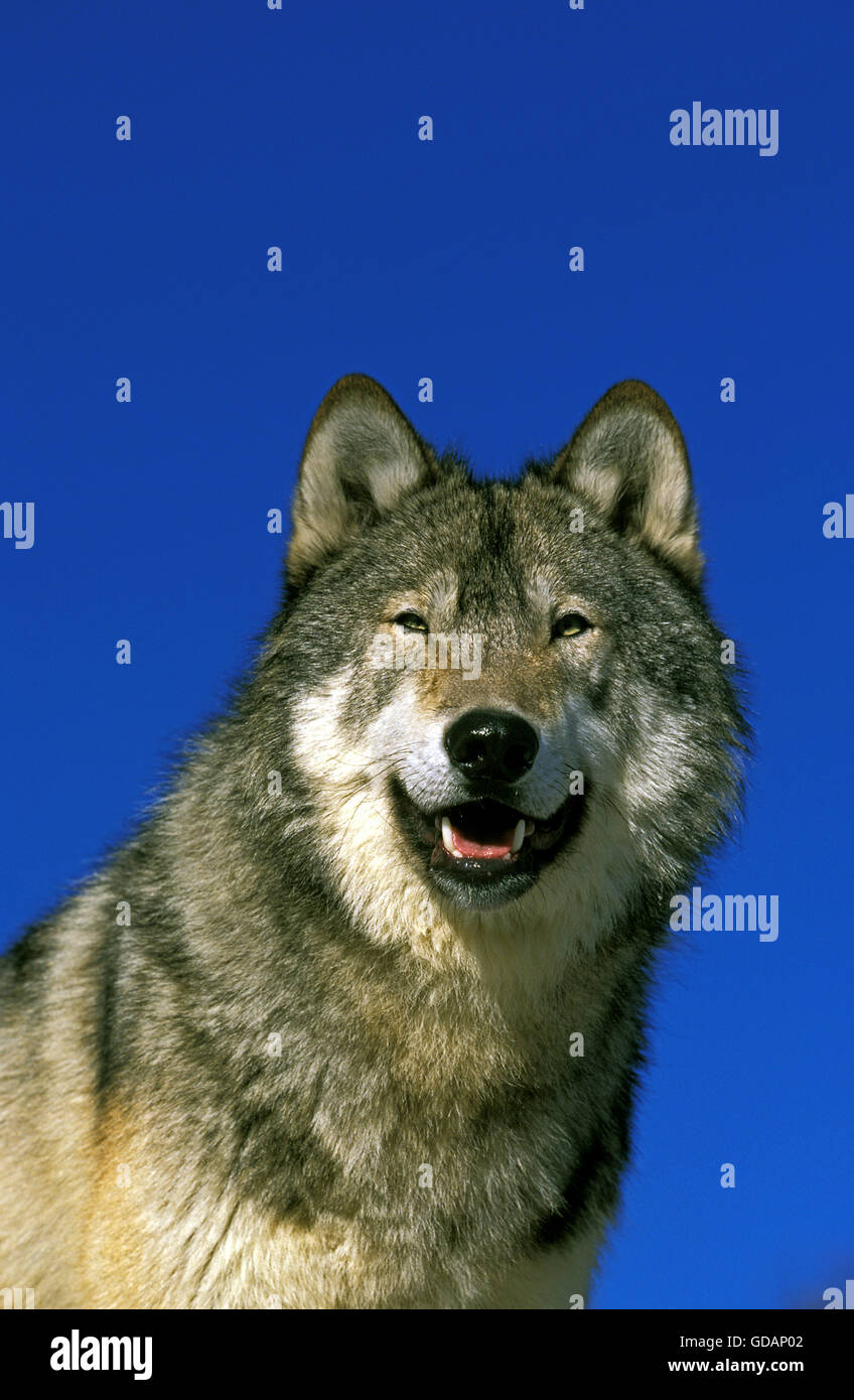 Nord americana Lupo grigio, Canis lupus occidentalis, Ritratto di adulto contro il cielo blu, Canada Foto Stock