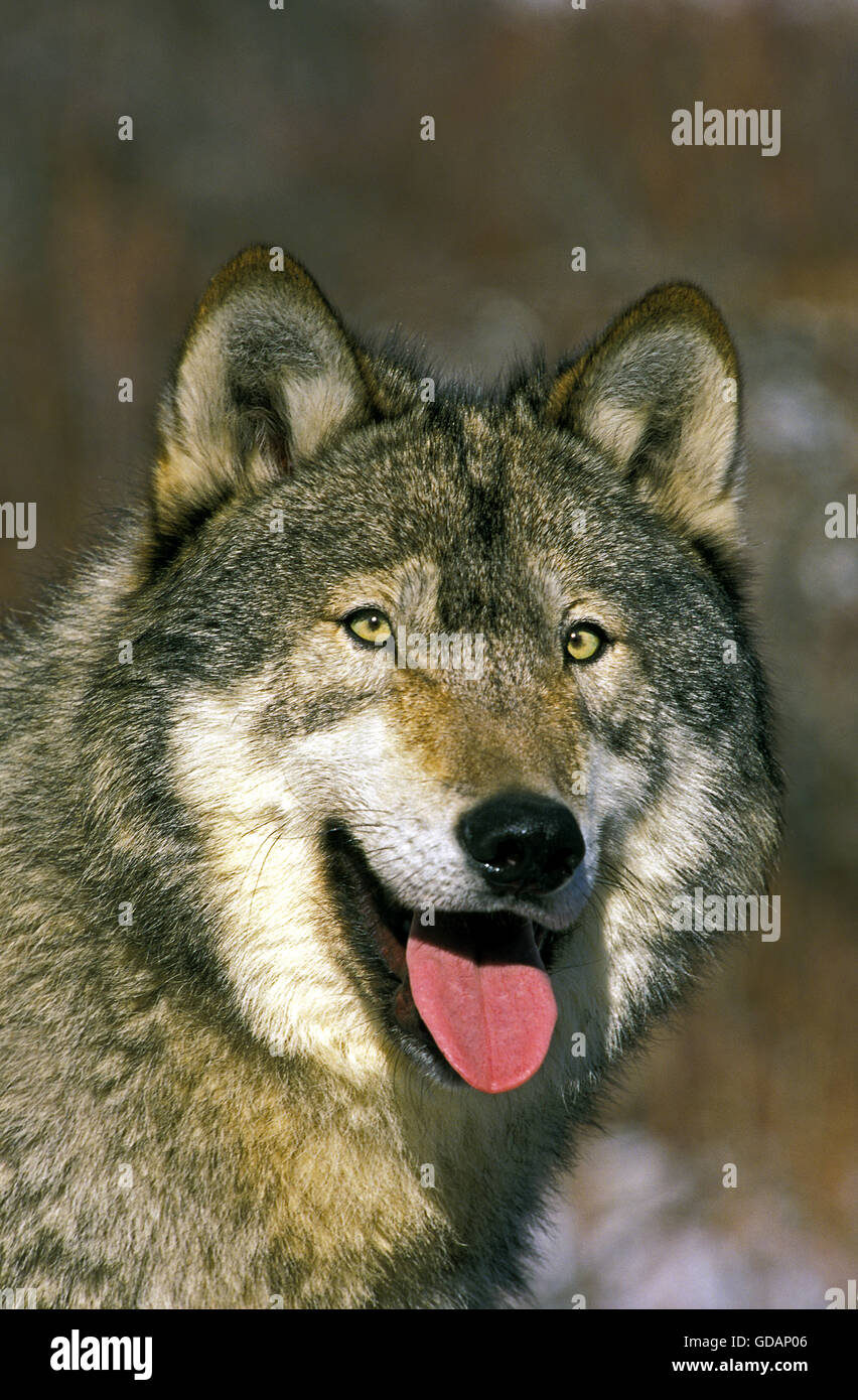 Nord americana Lupo grigio, Canis lupus occidentalis, Ritratto di adulti con la lingua di fuori, Canada Foto Stock