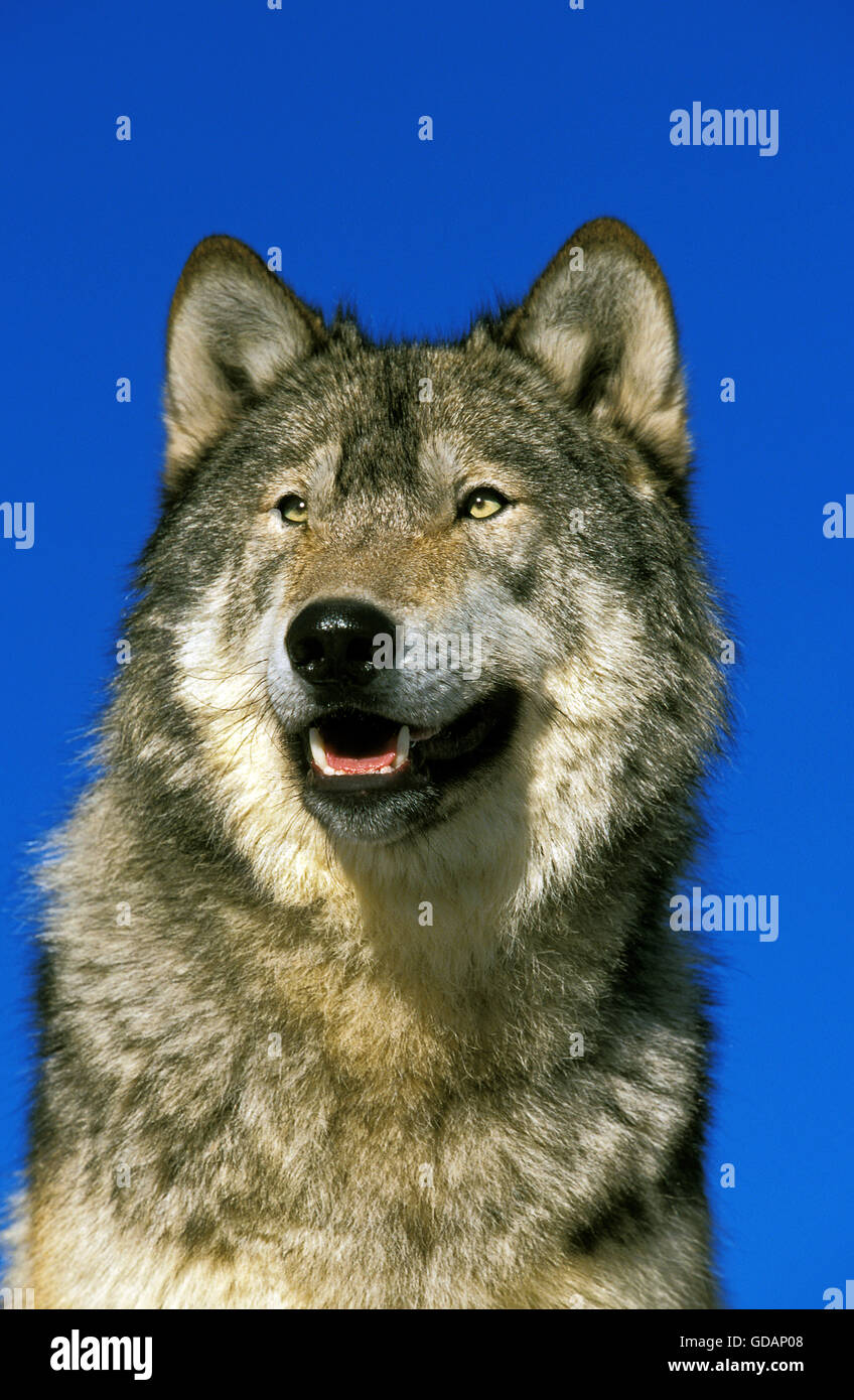 Nord americana Lupo grigio, Canis lupus occidentalis, Ritratto di adulto, Canada Foto Stock