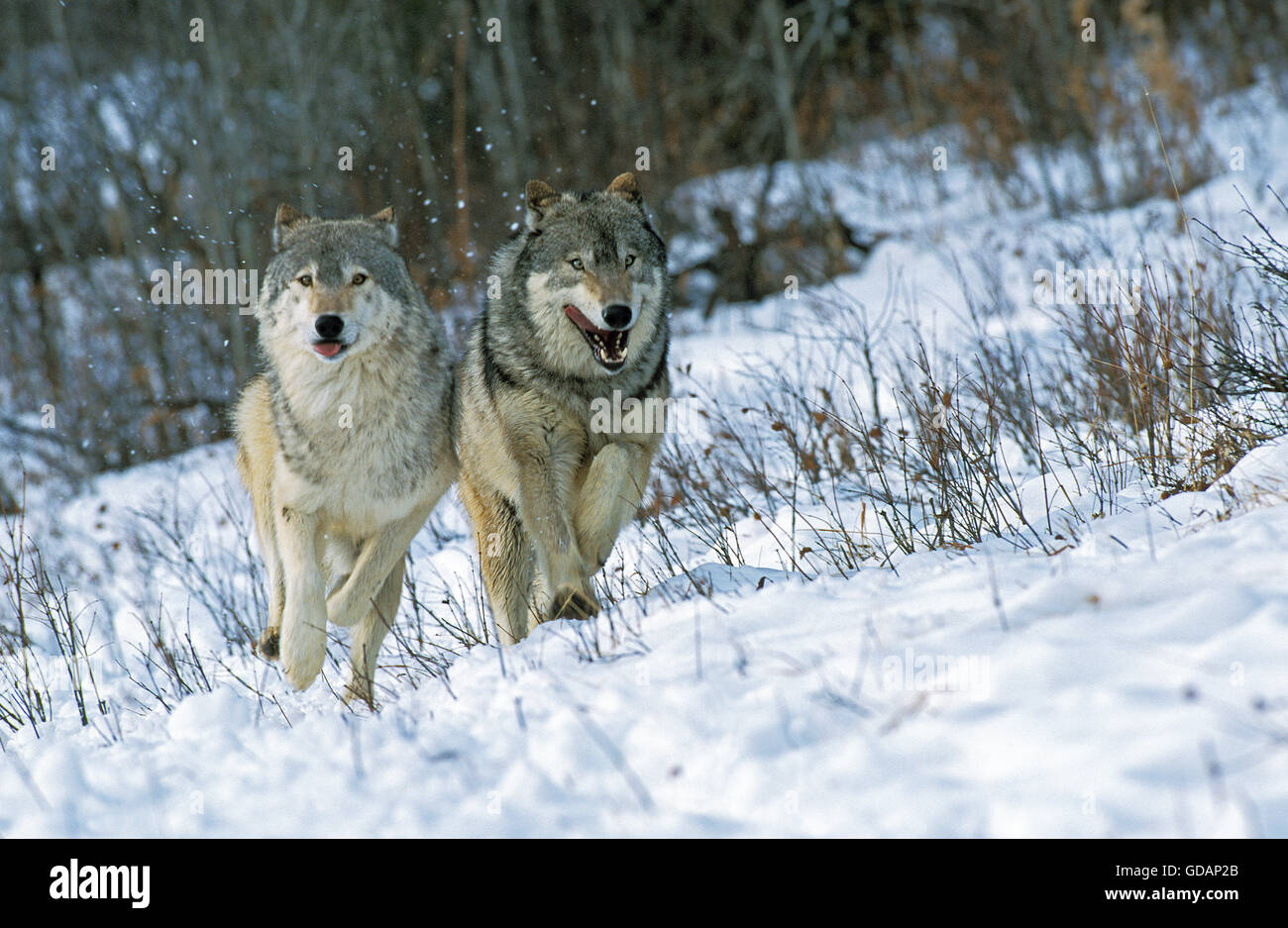 Nord americana Lupo grigio, Canis lupus occidentalis, Adulti passeggiate sulla neve, Canada Foto Stock