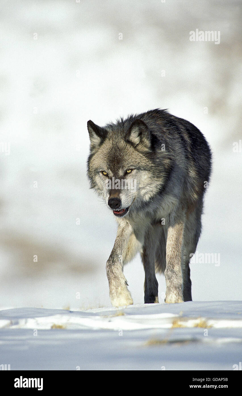 Nord americana Lupo grigio, Canis lupus occidentalis, adulti sulla neve, Canada Foto Stock