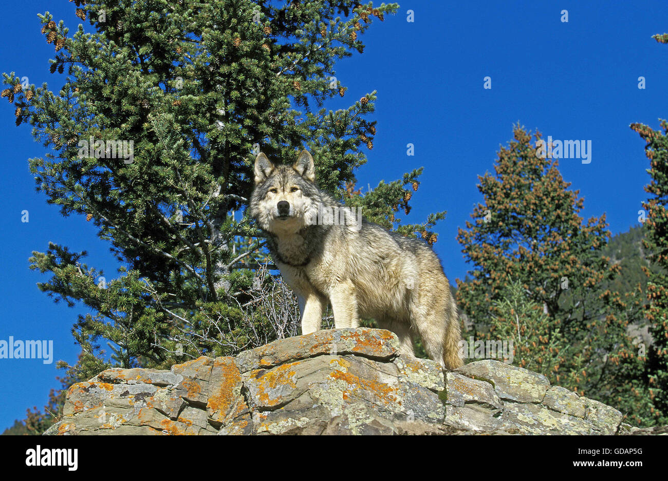 Nord americana Lupo grigio, Canis lupus occidentalis, adulto su rocce, Canada Foto Stock
