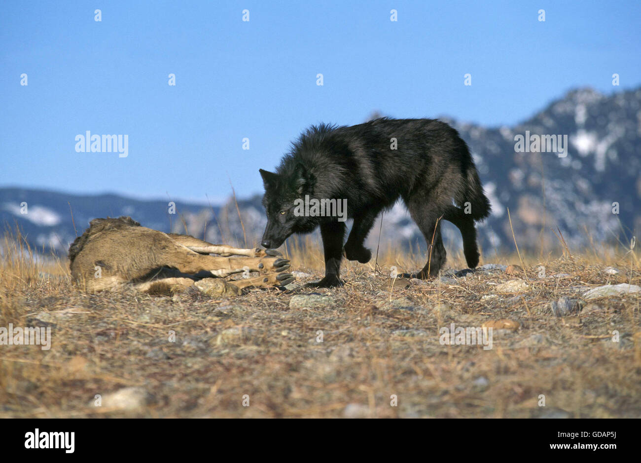 Valle di Mackenzie Wolf, Canis lupus mackenzii, Adulto con un kill, una carcassa di Wapiti, Canada Foto Stock