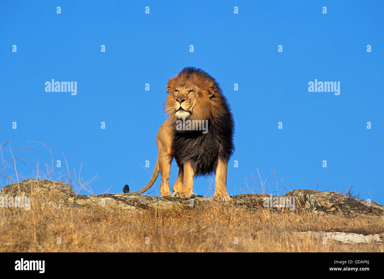 AFRICAN LION panthera leo, maschio guardando intorno Foto Stock