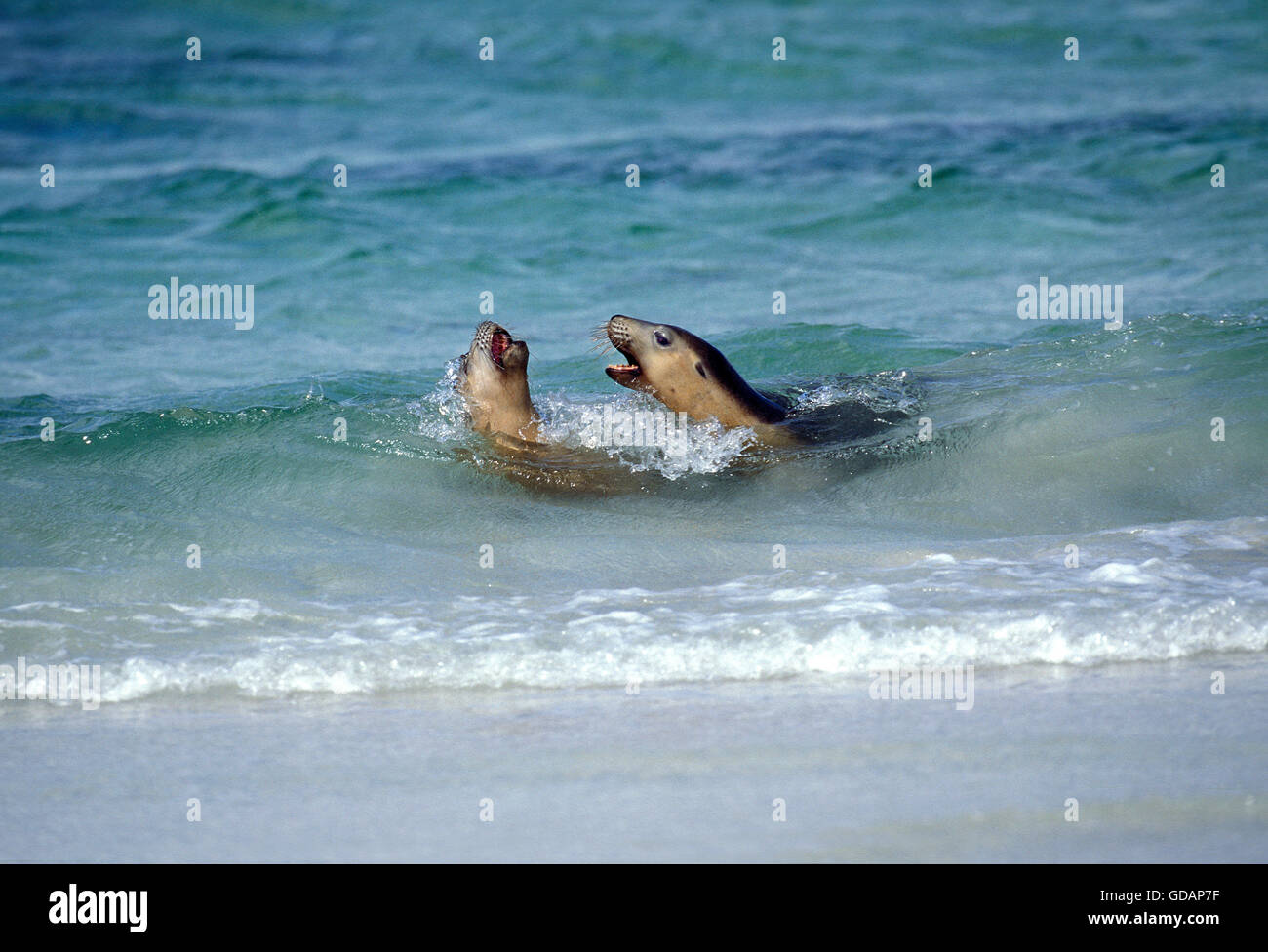 AUSTRALIAN SEA LION neophoca cinerea, adulti giocare combattimenti, AUSTRALIA Foto Stock