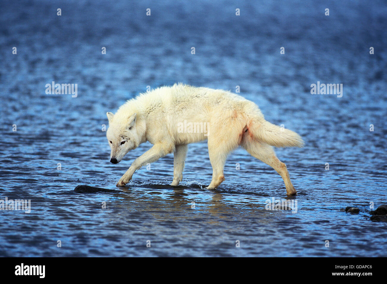 ARCTIC WOLF Canis lupus tundrarum, adulti di attraversare un fiume, ALASKA Foto Stock