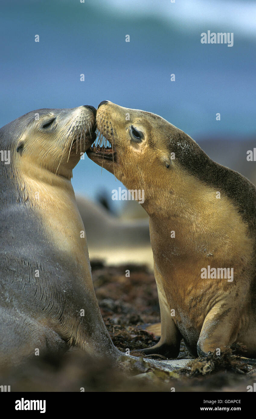 Australian Sea Lion, neophoca cinerea, femmine, Australia Foto Stock