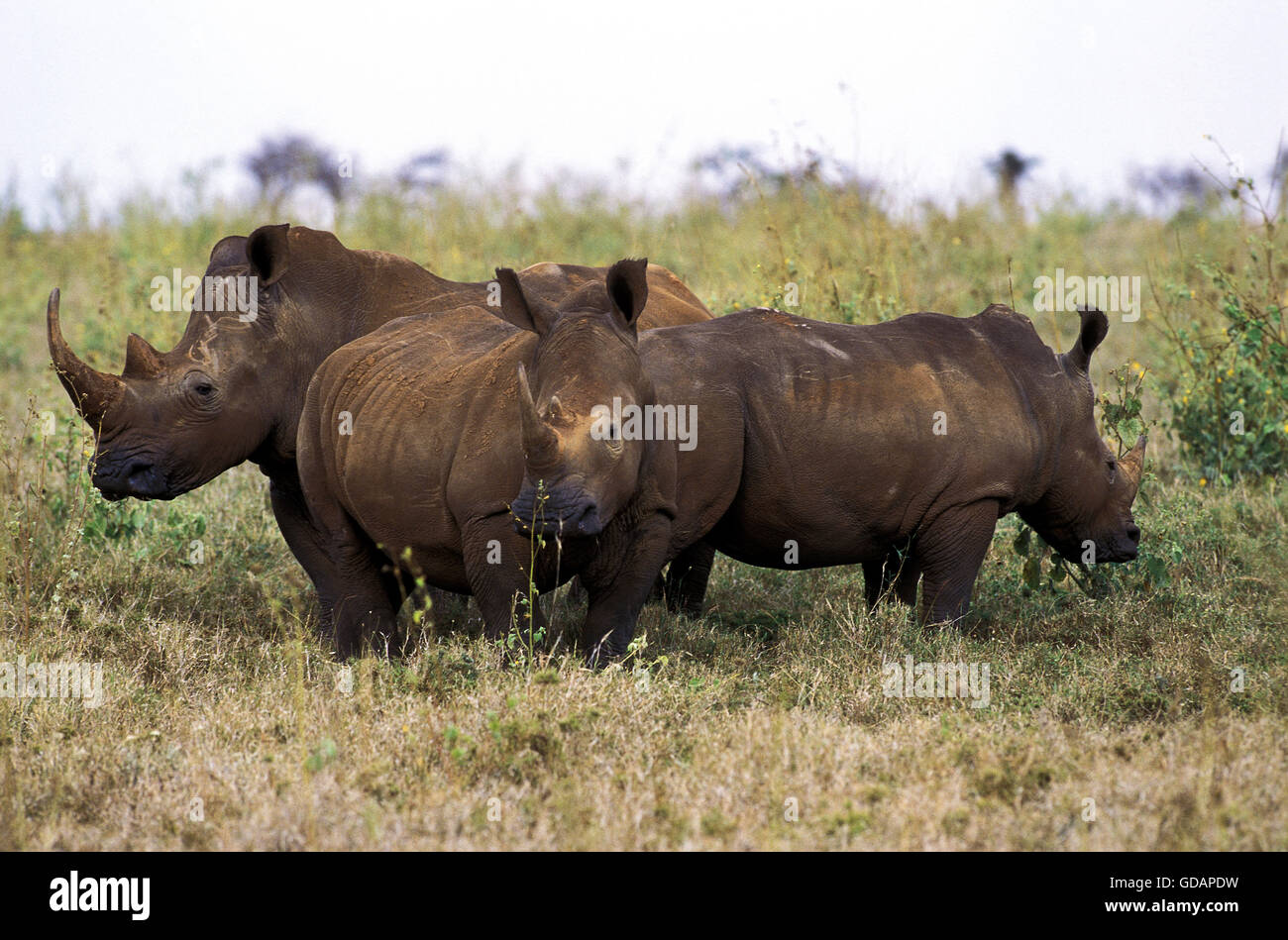 Rinoceronte bianco, Ceratotherium simum, Sud Africa Foto Stock