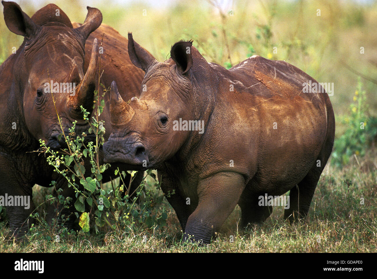Rinoceronte bianco, Ceratotherium simum, adulti, Kenya Foto Stock