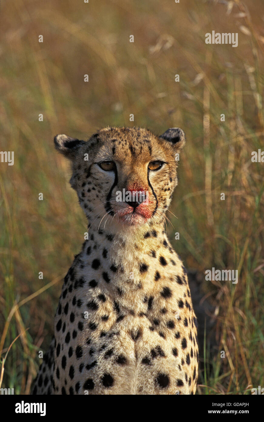 Ghepardo Acinonyx jubatus, ritratto di adulti con un volto insanguinato, KENYA Foto Stock