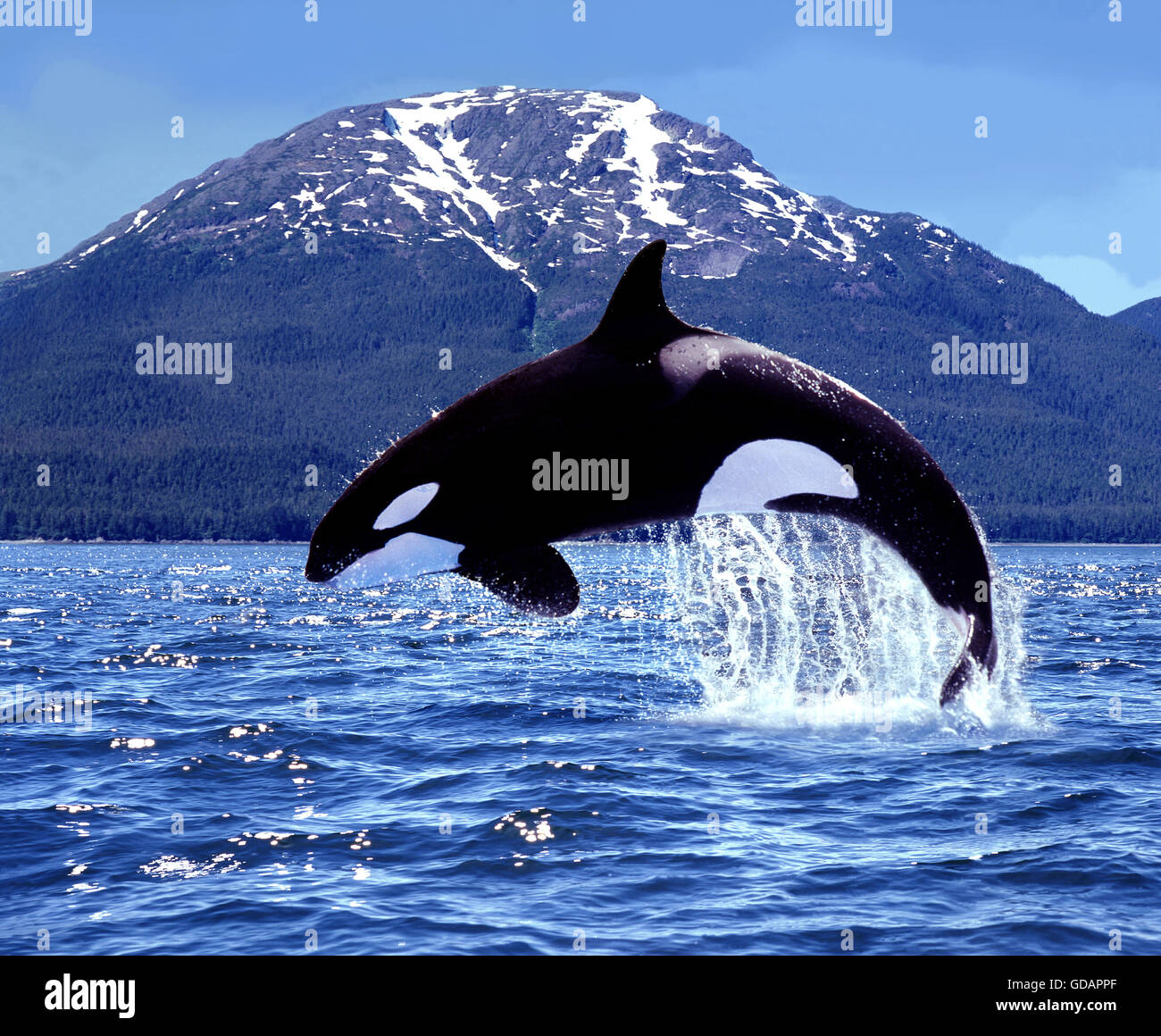 Killer Whale, orcinus orca, adulto che saltava, Canada Foto Stock