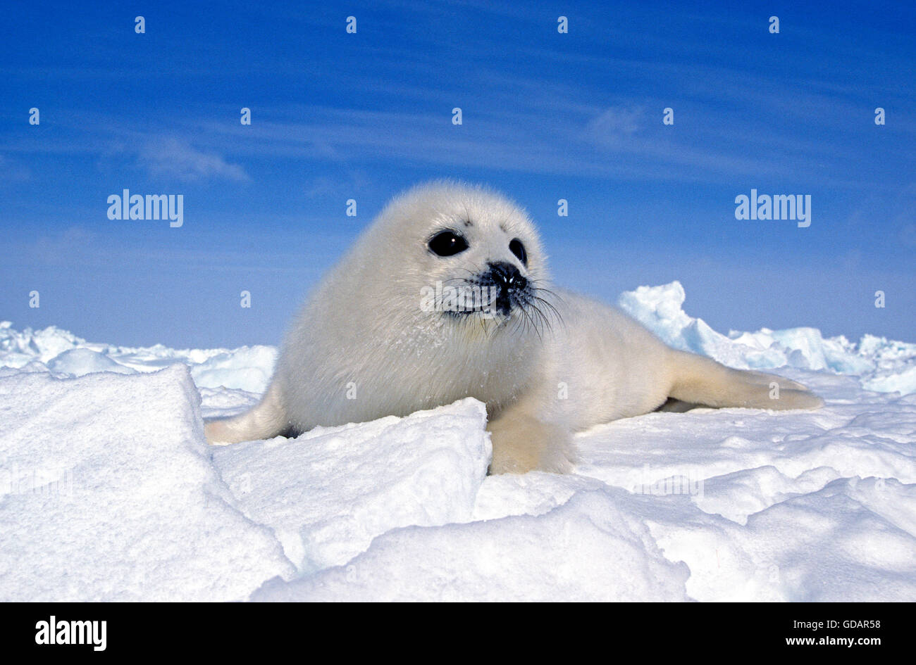 Guarnizione arpa, pagophilus groenlandicus, Pup standng sulla Icefield, Magdalena isole in Canada Foto Stock