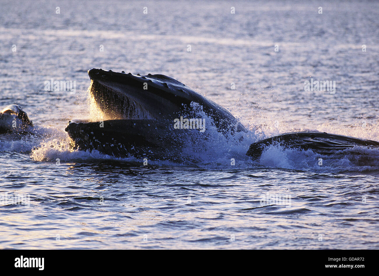 Balena Humpack, Megaptera novaeangliae, Gruppo bolla Net, alimentazione a bocca aperta per la cattura di Krill, Alaska Foto Stock