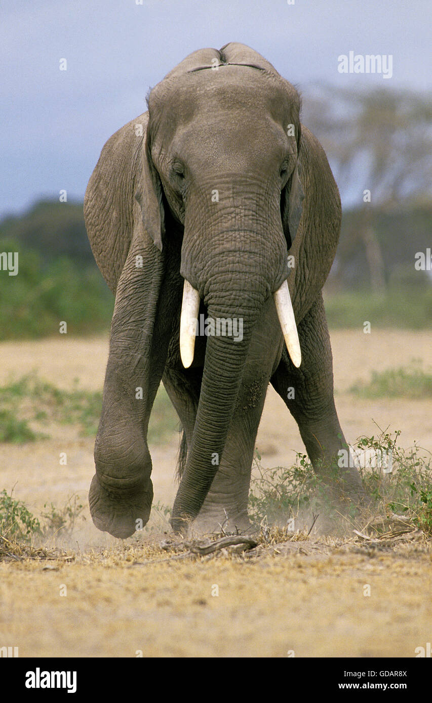 Elefante africano Loxodonta africana, Adulto con un infortunio alla gamba, Masai Mara Park in Kenya Foto Stock