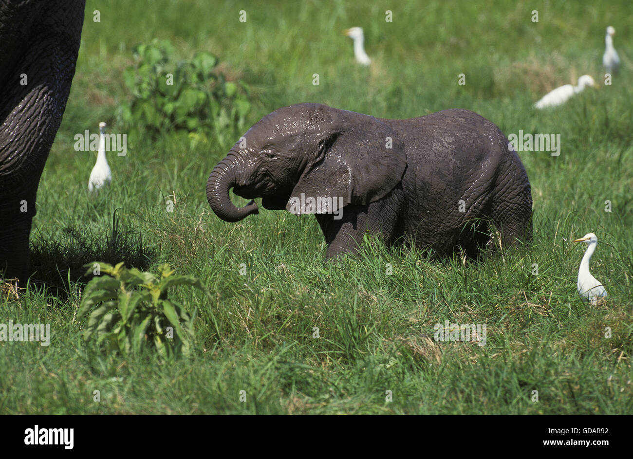 Elefante africano Loxodonta africana, di vitello con airone guardabuoi, Bubulcus ibis, Masai Mara Park in Kenya Foto Stock