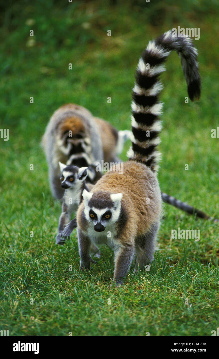 Anello lemure codato, Lemur catta Foto Stock