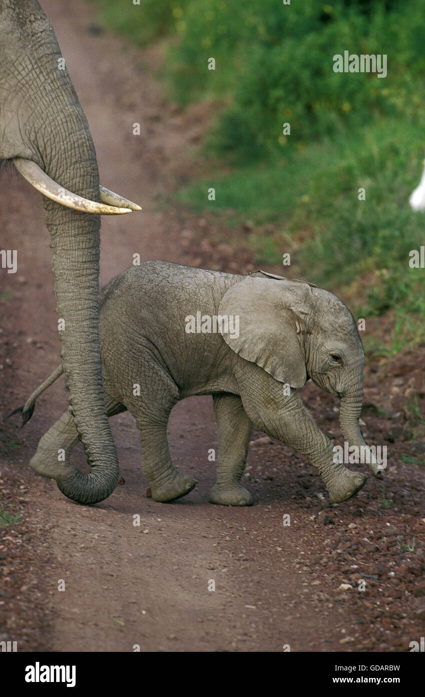 Elefante africano Loxodonta africana, Madre con vitello, KENYA Foto Stock