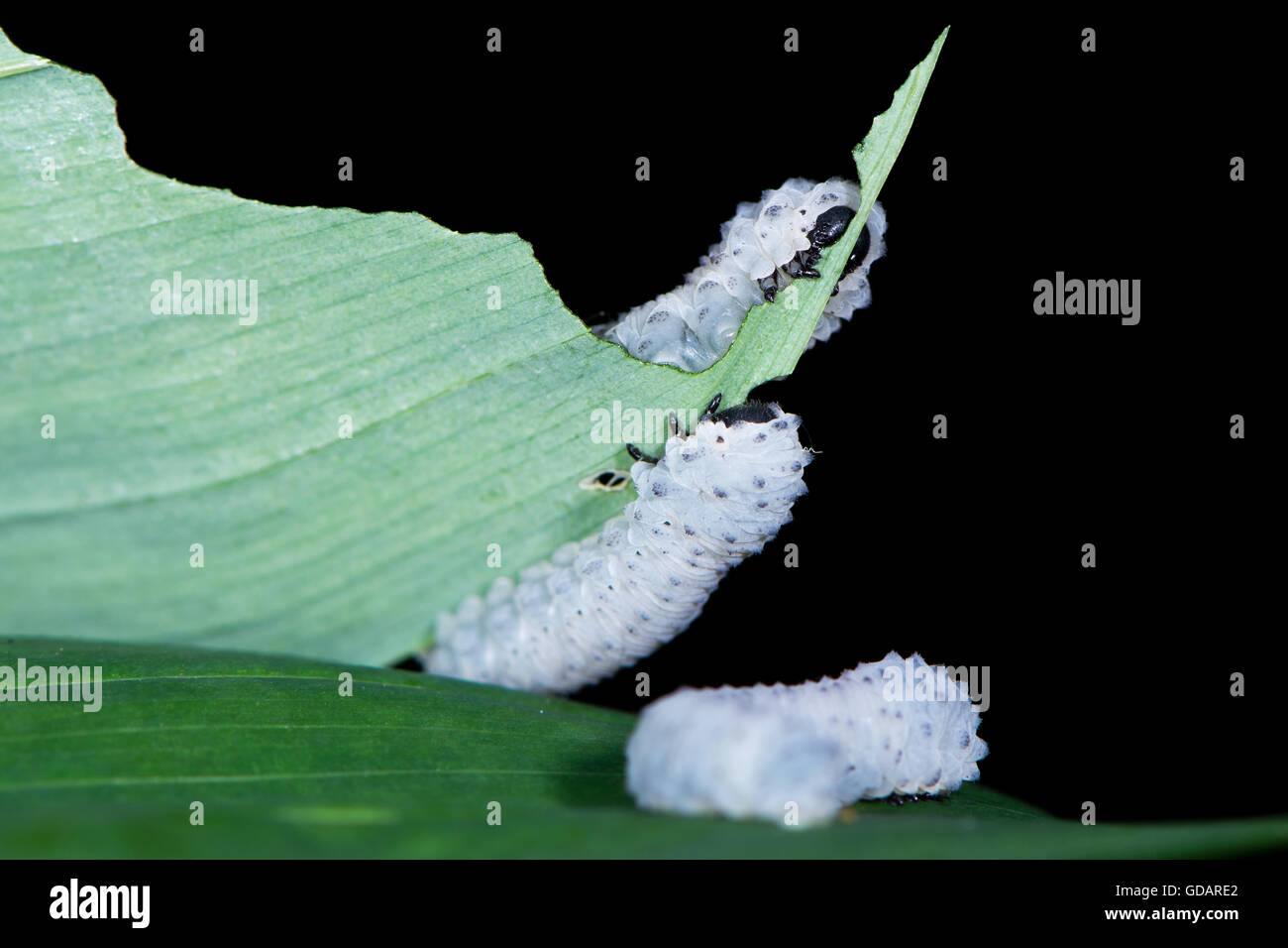 Salomone-tenuta sawfly (Phymatocera aterrima). Sawfly larve in famiglia Tenthredinidae, alimentando il Polygonatum multiflorum Foto Stock