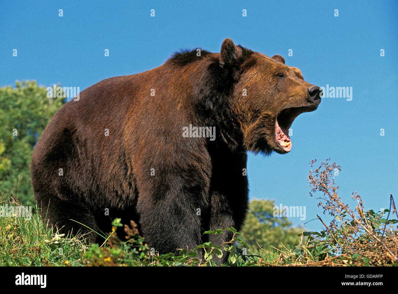 Orso bruno Ursus arctos, chiamando per adulti Foto Stock