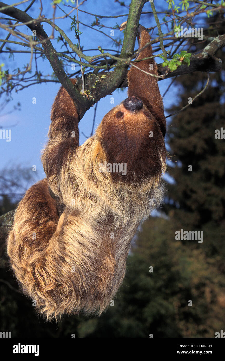 Due dita bradipo choloepus didactylus, adulto appeso dal ramo Foto Stock