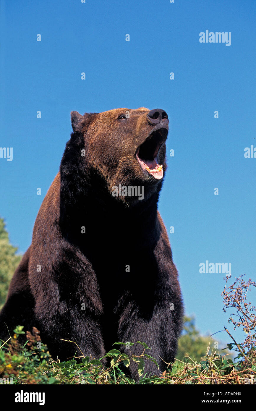 Orso bruno Ursus arctos, adulti con bocca aperta, urlando Foto Stock