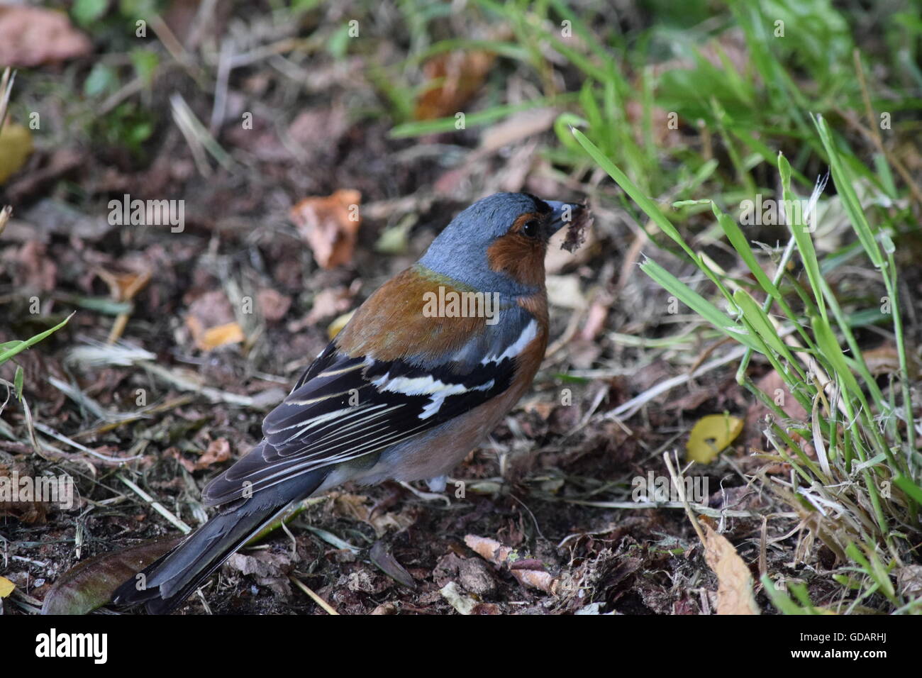 Finch in cerca di cibo Foto Stock